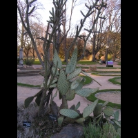 Cylindropuntia Kleiniae (Cactacees) (S-O USA, Mexique) & Opuntia Linguiformis (Cactacees) (1)